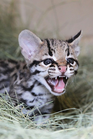 Illustration for article titled ZOMG BABY OCELOT AND BABY LEOPARD!!!